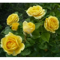 Rosa THE GIRL FROM YESTERDAY