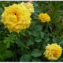 Rosa THE GIRL FROM YESTERDAY