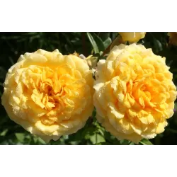 Rosa THE GIRL FROM YESTERDAY