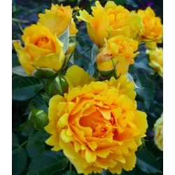 Rosa THE GIRL FROM YESTERDAY