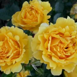 Rosa THE GIRL FROM YESTERDAY