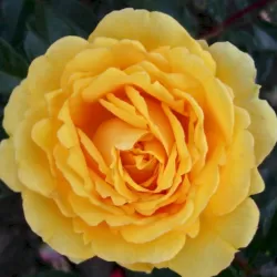 Rosa THE GIRL FROM YESTERDAY