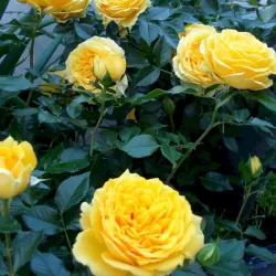 Rosa THE GIRL FROM YESTERDAY