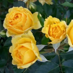 Rosa THE GIRL FROM YESTERDAY