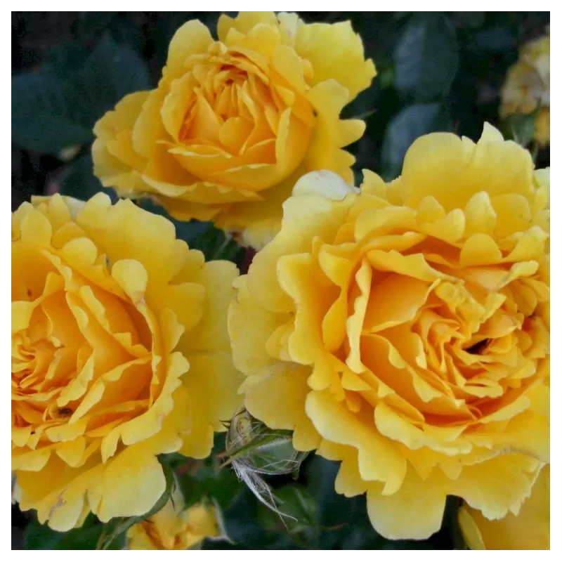 Rosa THE GIRL FROM YESTERDAY