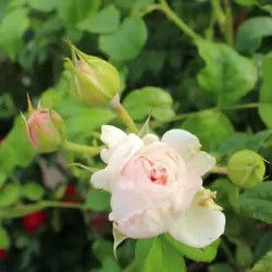 Rožė - Rosa ROYAL VIKING