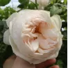 Rožė - Rosa ROYAL VIKING