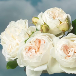 Rožė - Rosa ROYAL VIKING