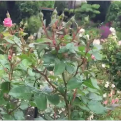 Rožių krūmai internetu su pristatymu į namus