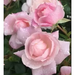 Rožių krūmai internetu su pristatymu į namus