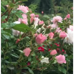 Rožių krūmai internetu su pristatymu į namus