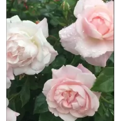 Rožių krūmai internetu su pristatymu į namus