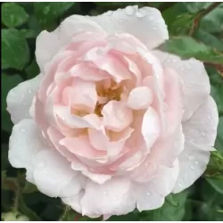 Rožių krūmai internetu su pristatymu į namus