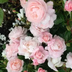 Rožių krūmai internetu su pristatymu į namus