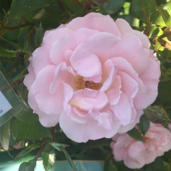 Rožė - Rosa JIM THE VIKING