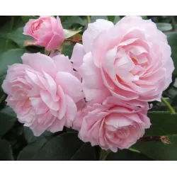 Rožių krūmai internetu su pristatymu į namus