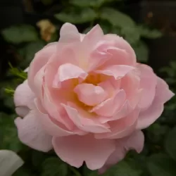 Rožių krūmai internetu su pristatymu į namus