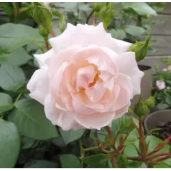 Rožių krūmai internetu su pristatymu į namus