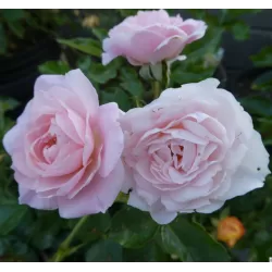 Rožių krūmai internetu su pristatymu į namus