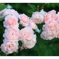 Rožių krūmai internetu su pristatymu į namus