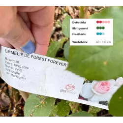 Rožių krūmai internetu su pristatymu į namus