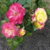 Rosa CAMPFIRE