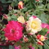 Rožė - Rosa CAMPFIRE