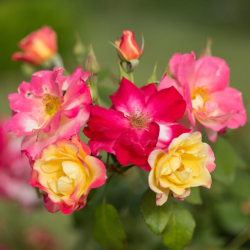 Rožė - Rosa CAMPFIRE