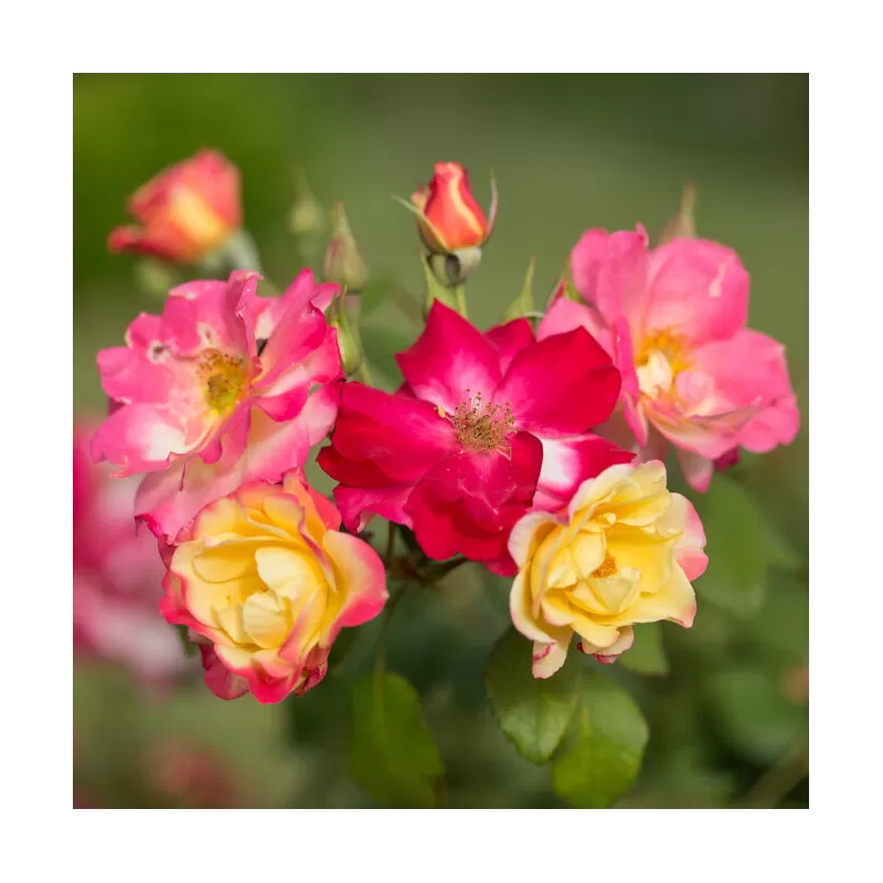 Rosa CAMPFIRE