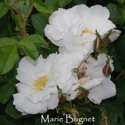 Rožė - Rosa MARIE BUGNET