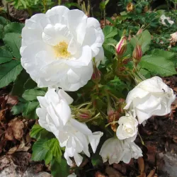 Rožė - Rosa MARIE BUGNET
