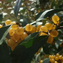 Skėtinis žilakrūmis (kultūrinis) - Elaeagnus umbellata POINTILLA FORTUNELLA ®