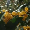 Skėtinis žilakrūmis (kultūrinis) - Elaeagnus umbellata POINTILLA FORTUNELLA ®