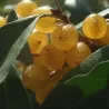 Skėtinis žilakrūmis (kultūrinis) - Elaeagnus umbellata POINTILLA FORTUNELLA ®