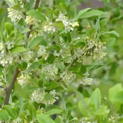Skėtinis žilakrūmis (kultūrinis) - Elaeagnus umbellata POINTILLA FORTUNELLA ®