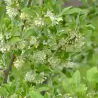 Skėtinis žilakrūmis (kultūrinis) - Elaeagnus umbellata POINTILLA FORTUNELLA ®