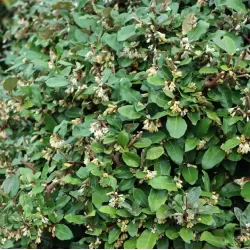 Skėtinis žilakrūmis (kultūrinis) - Elaeagnus umbellata POINTILLA FORTUNELLA ®