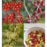 Skėtinis žilakrūmis (kultūrinis) - Elaeagnus umbellata POINTILLA SWEET'N'SOUR ®