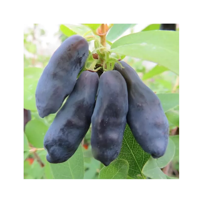 Valgomasis sausmedis - Lonicera caerulea BLUE BANANA