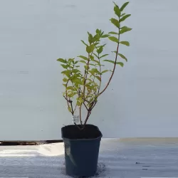 Valgomasis sausmedis - Lonicera caerulea BLUE TREASURE