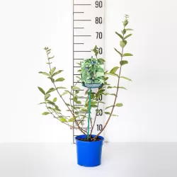 Valgomasis sausmedis - Lonicera caerulea BLUE TREASURE