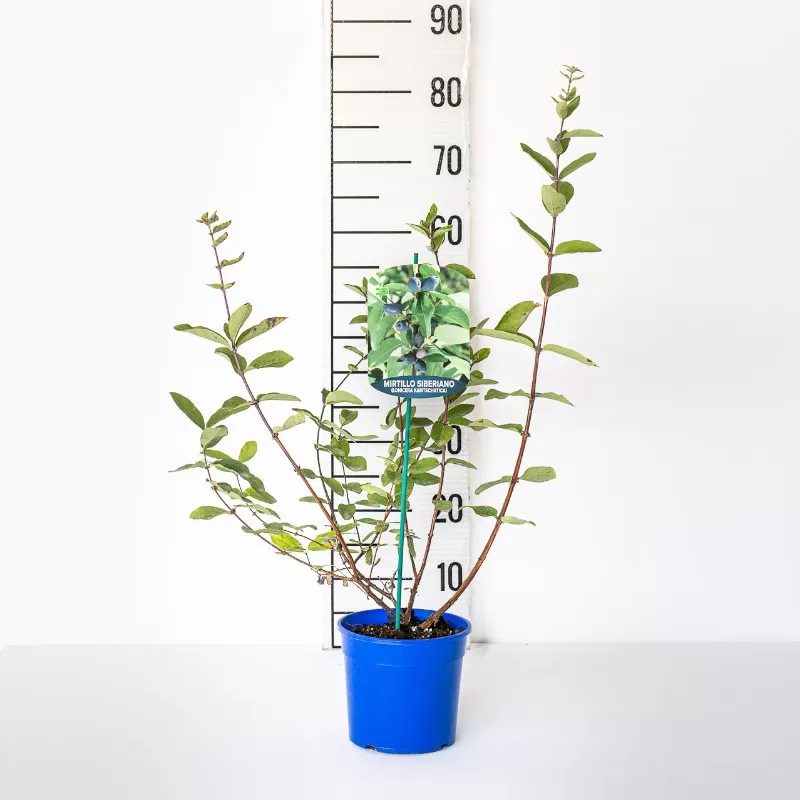 Valgomasis sausmedis - Lonicera caerulea BLUE TREASURE