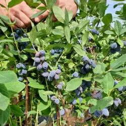 Medžiai ir krūmai internetu su pristatymu į namus visoje Lietuvoje