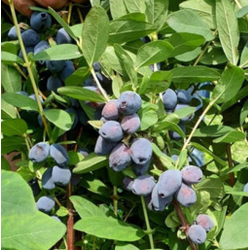 Valgomasis sausmedis - Lonicera caerulea BLUE TREASURE