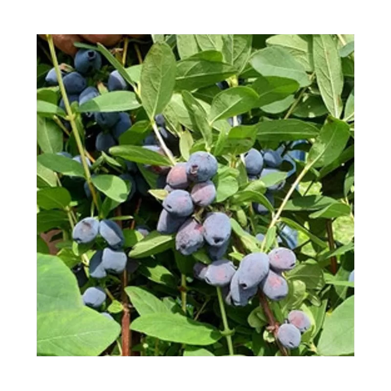 Medžiai ir krūmai internetu su pristatymu į namus visoje Lietuvoje