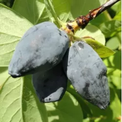 Valgomasis sausmedis - Lonicera caerulea BLUE TREASURE