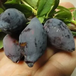 Medžiai ir krūmai internetu su pristatymu į namus visoje Lietuvoje