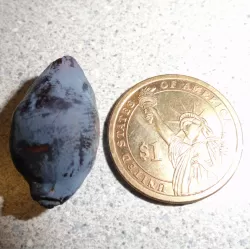 Medžiai ir krūmai internetu su pristatymu į namus visoje Lietuvoje