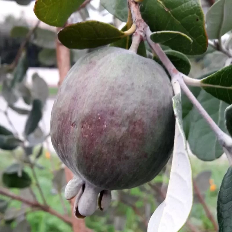 Egzotiniai augalai internetu