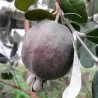 Amerikinė aka - Acca (feijoa) sellowiana APOLLO